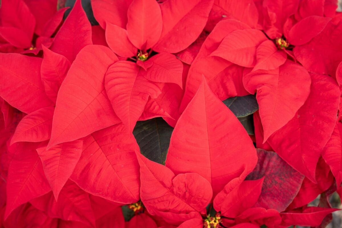 αλεξανδρινά-