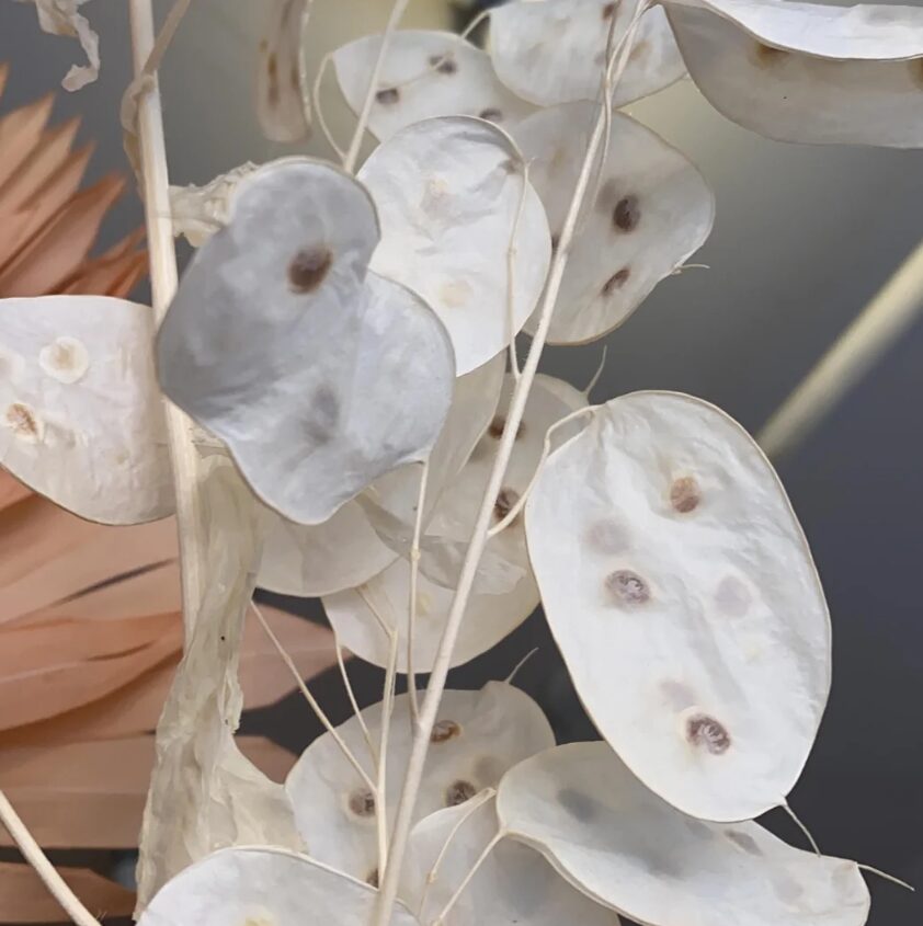 μαραμένο-φυτό-