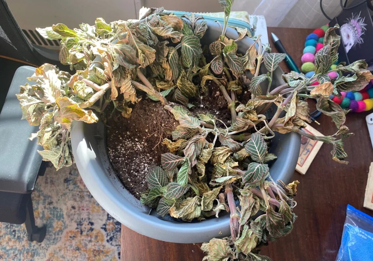 φυτό-που-μαράθηκε-