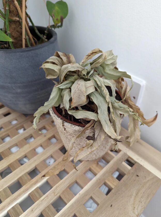 φυτό-που-μαράθηκε-σε-γλάστρα-