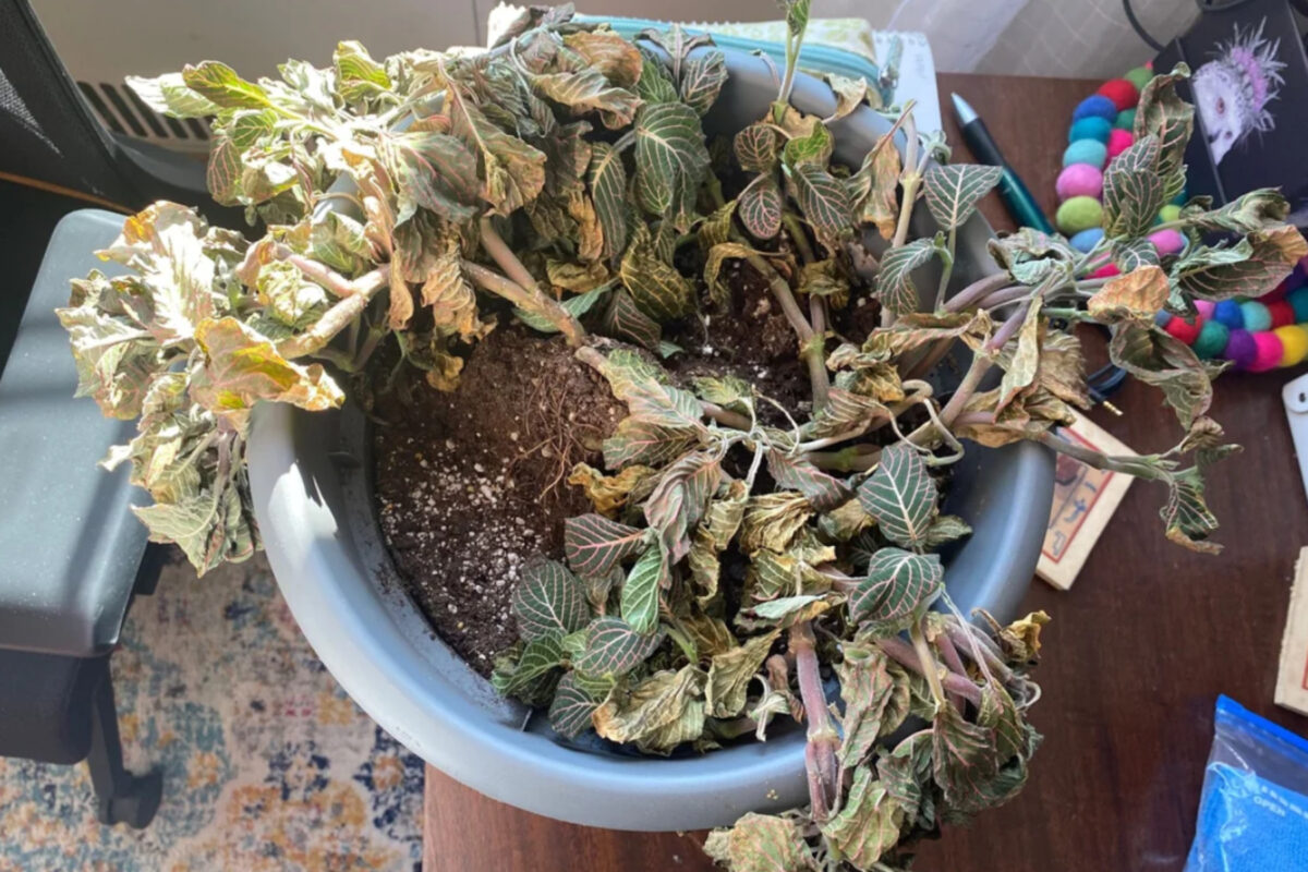 φυτό-που-μαράθηκε-σε-γλάστρα-τον-Χειμώνα-