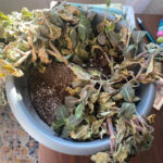 φυτό-που-μαράθηκε-σε-γλάστρα-τον-Χειμώνα-