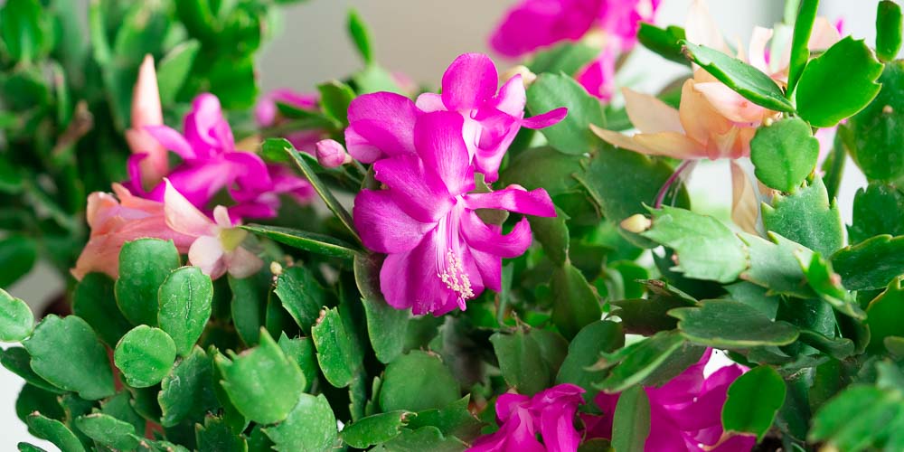 κάκτος-των-Χριστουγέννων-