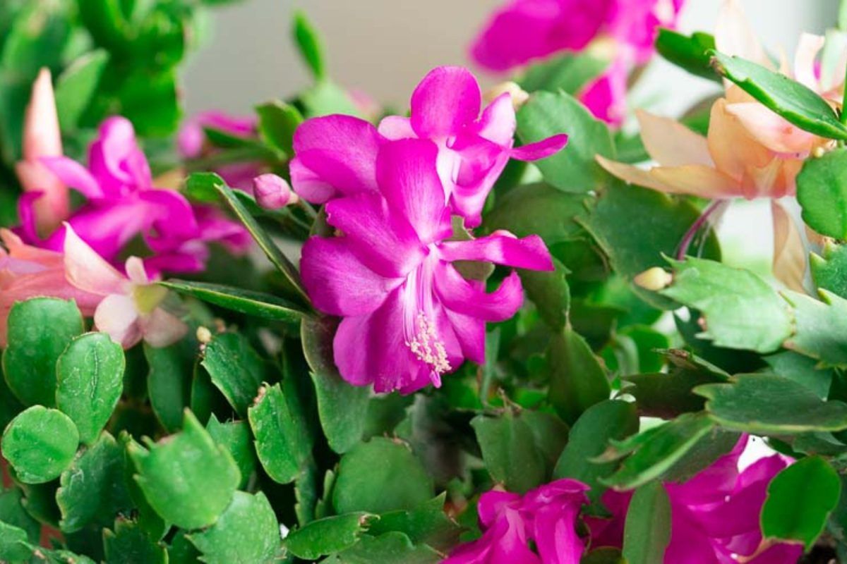 κάκτος-των-Χριστουγέννων-