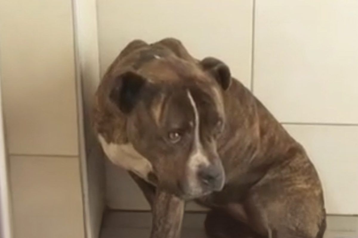 Ζάκυνθος: 30 άνθρωποι ζητούν να υιοθετήσουν το σκυλί που κατασπάραξε το μωρό - «Δεν μπορεί να εξημερωθεί» τονίζει ειδικός