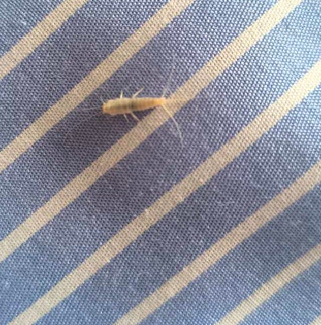 Αν έχει υγρασία και μούχλα στο σπίτι σίγουρα έχεις αυτά τα έντομα: Δες πως θα τα διώξεις