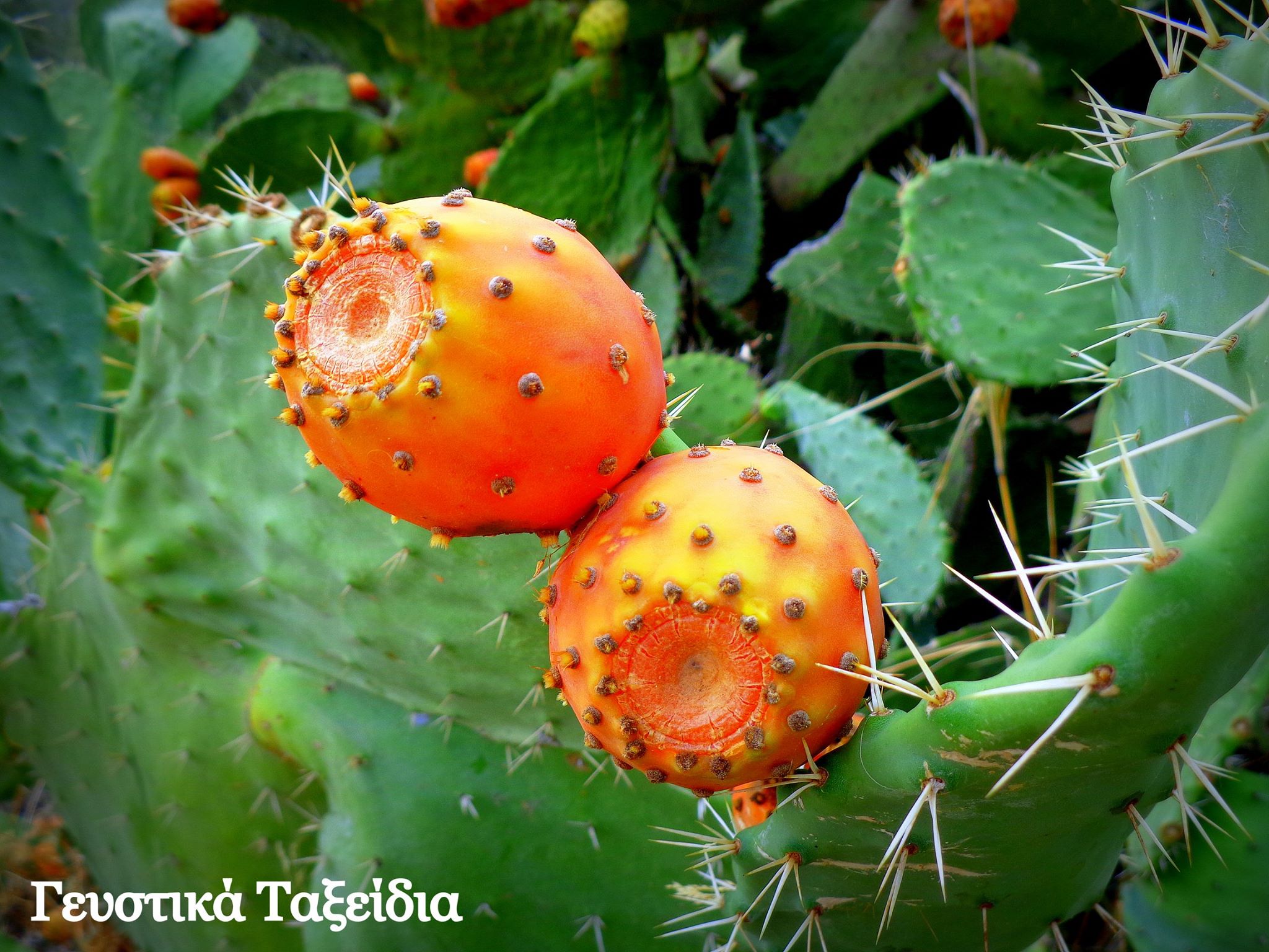 φραγκόσυκα-στο-φυτό-