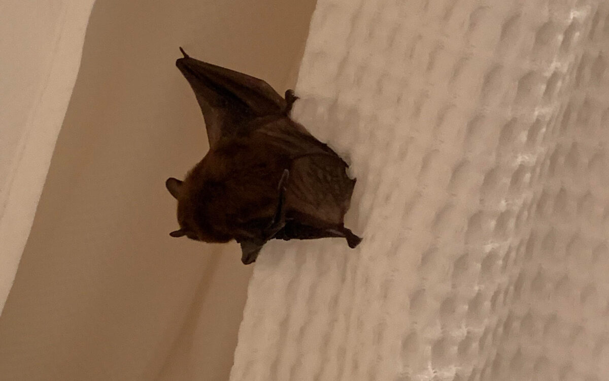 Μπήκε νυχτερίδα στο σπίτι; Βιολόγος εξηγεί τα σωστά βήματα που πρέπει να ακολουθήσεις