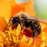 Οι μέλισσες διαθέτουν το μυστικό της επικοινωνίας των ανθρώπων με τους εξωγήινους για ιωαννα αφτιαχτο