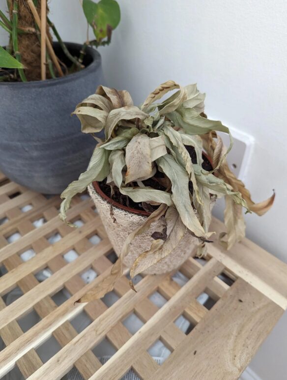 μαραμένο-φυτό-στη-γλάστρα- μαραμένο-φυτό-στη-γλάστρα-