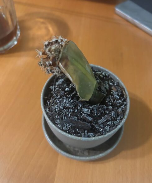 μαραμένος-κάκτος- μαραμένος-κάκτος-