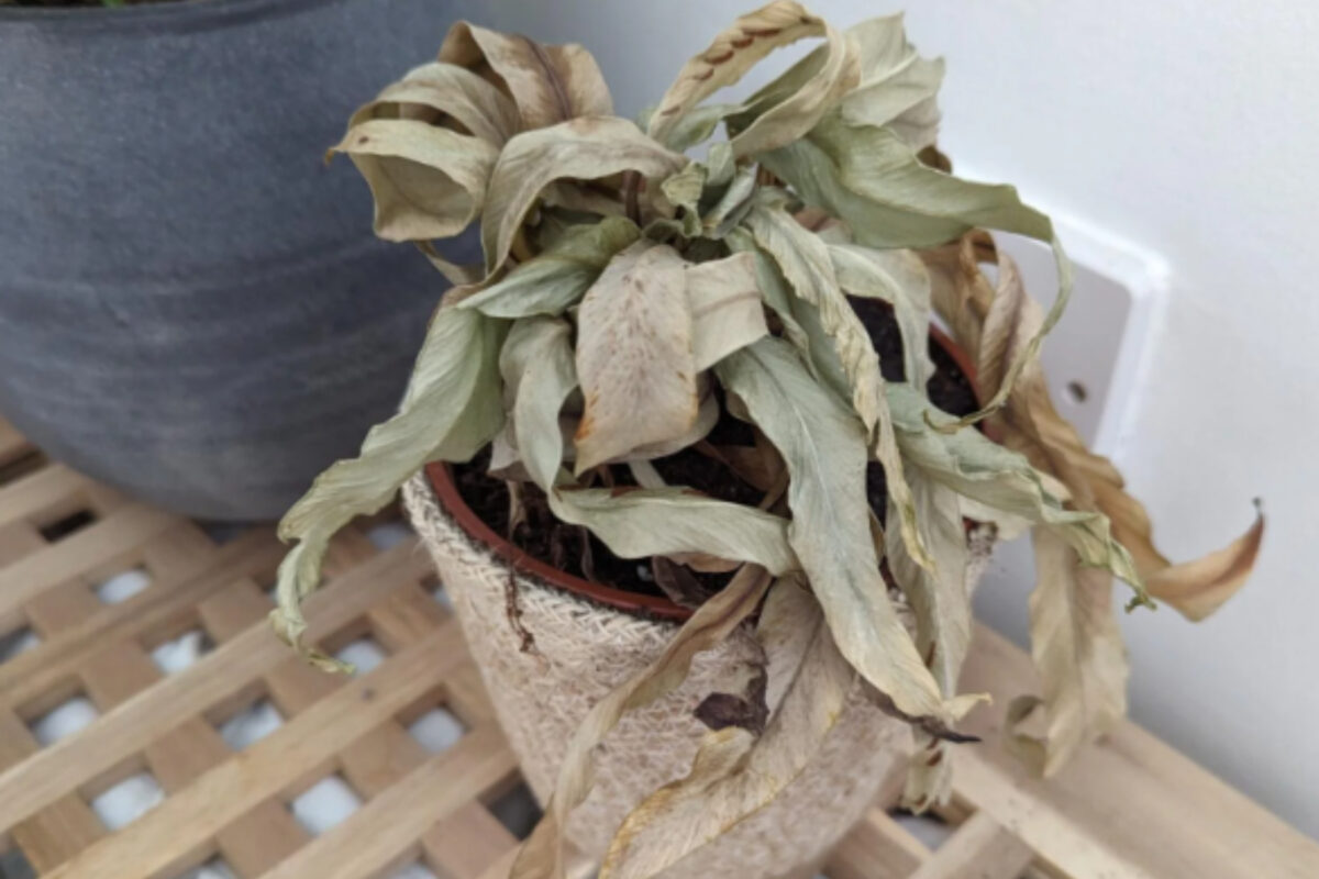 μαραμένο-φυτό-