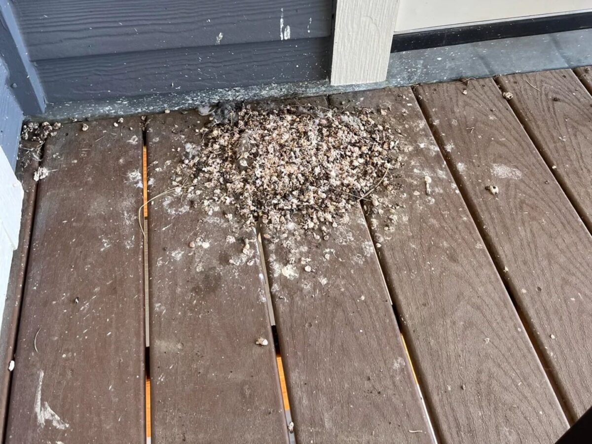 Αυτός είναι ο λόγος που έχουν γεμίσει περιστέρια όλες οι πόλεις: Κόλπα για να τα διώξεις και να καθαρίσεις τις κουτσουλιές