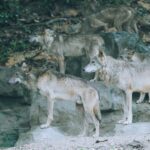 αγέλη-λύκων-