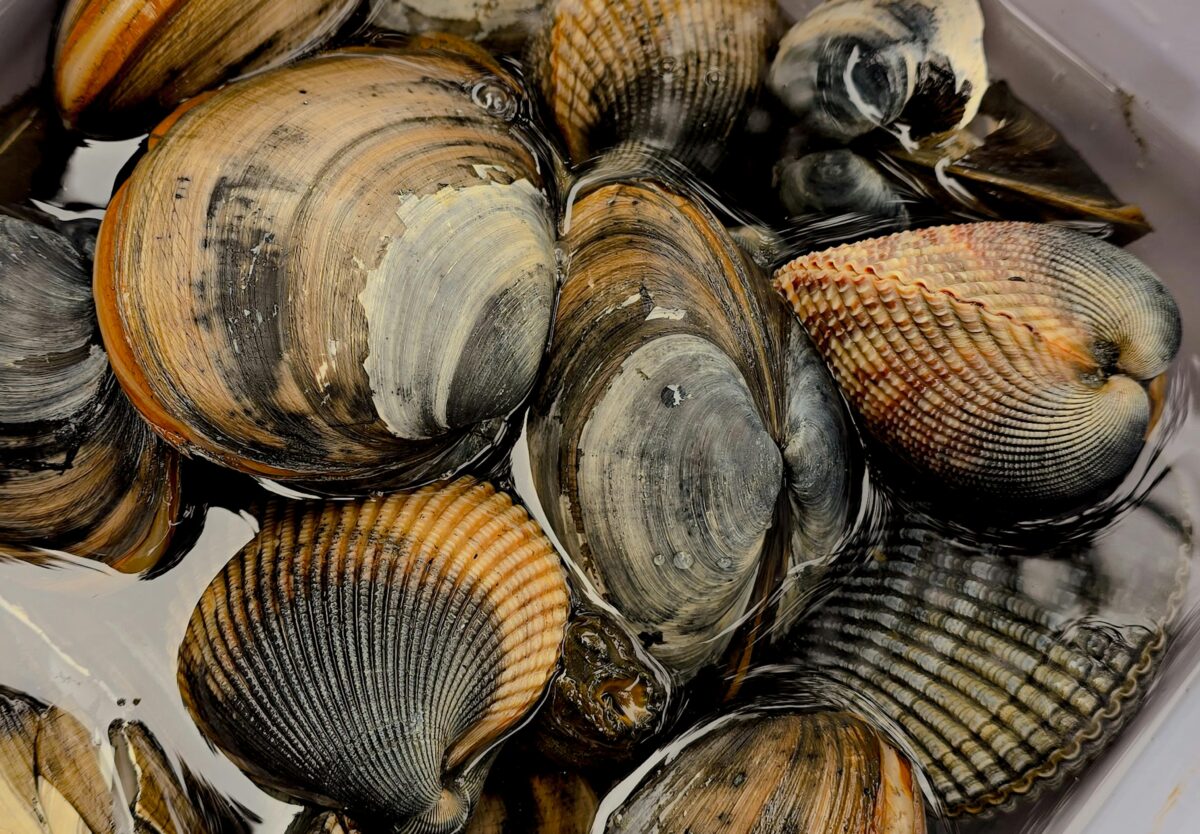 Καθαρά Δευτέρα 2026: Έξυπνα Κόλπα για να αγοράσουμε φρέσκα όστρακα για το σαρακοστιανό τραπέζι