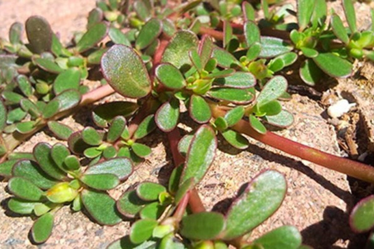 γλιστρίδα-φυτό-