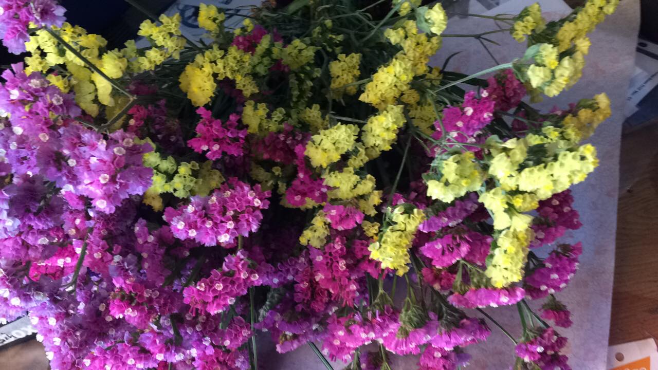 Σεμπρεβίβα, το χρυσαφί λουλούδι της ελληνικής υπαίθρου που είναι πάντα ανθισμένο! αφτιαχτο