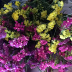 Σεμπρεβίβα, το χρυσαφί λουλούδι της ελληνικής υπαίθρου που είναι πάντα ανθισμένο!  αφτιαχτο