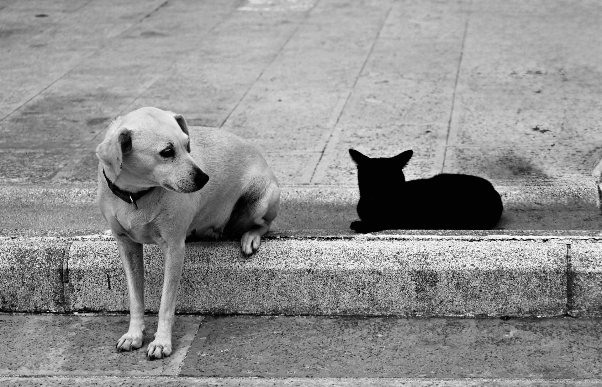 σκύλος-γάτα-