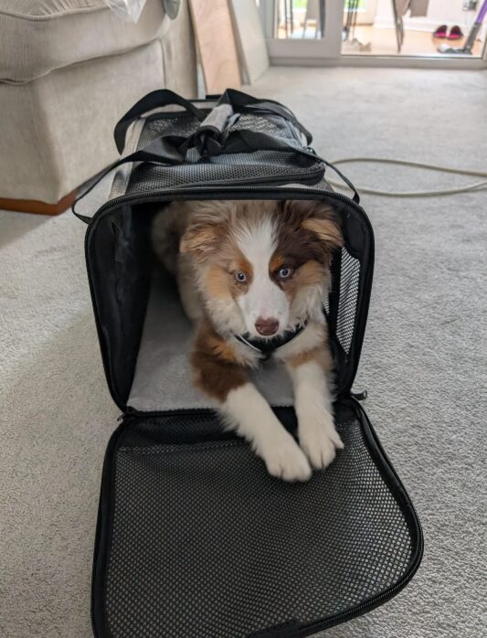 σκύλος-σε-κλουβί μεταφοράς-