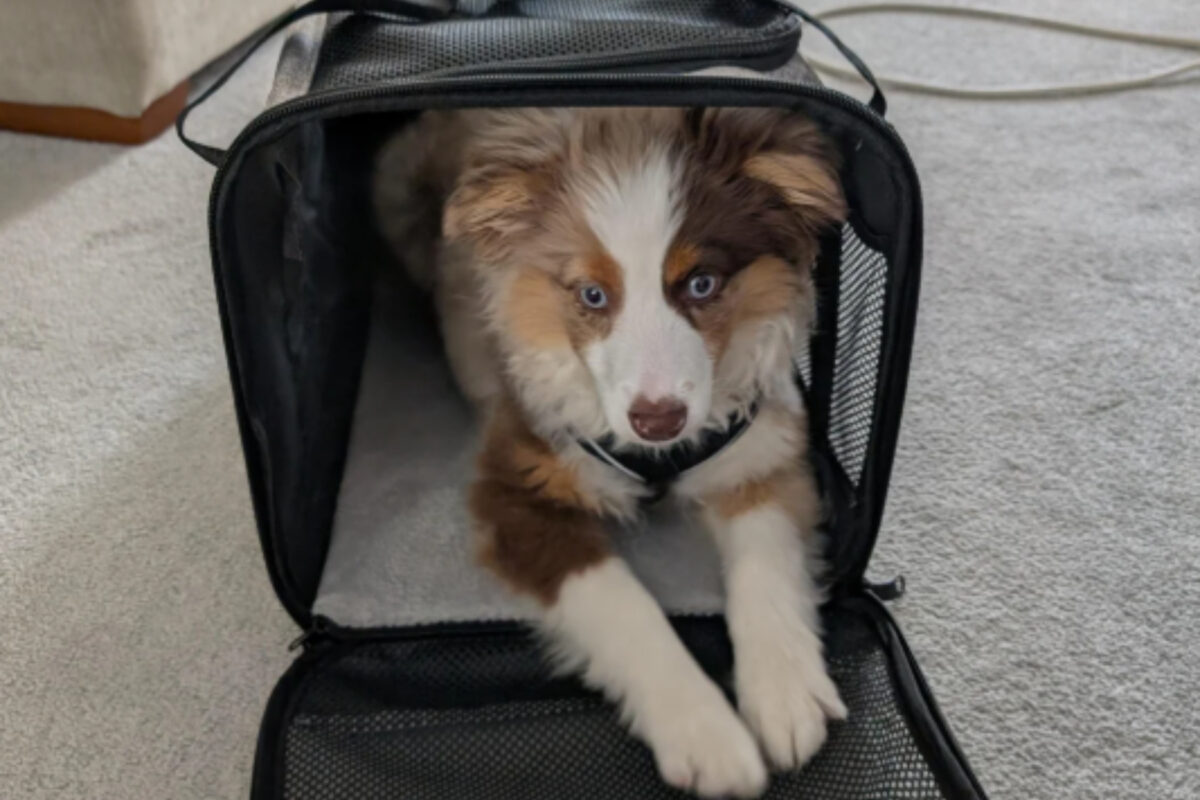 σκυλάκι-σε-κλουβί μεταφοράς-