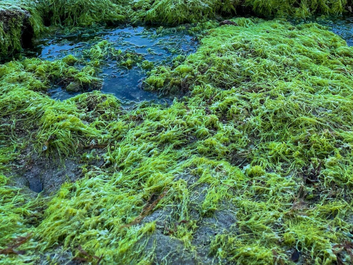 Τεράστια φύκια αναπτύσσονται στους ωκεανούς απειλώντας τη βιοποικιλότητα τους