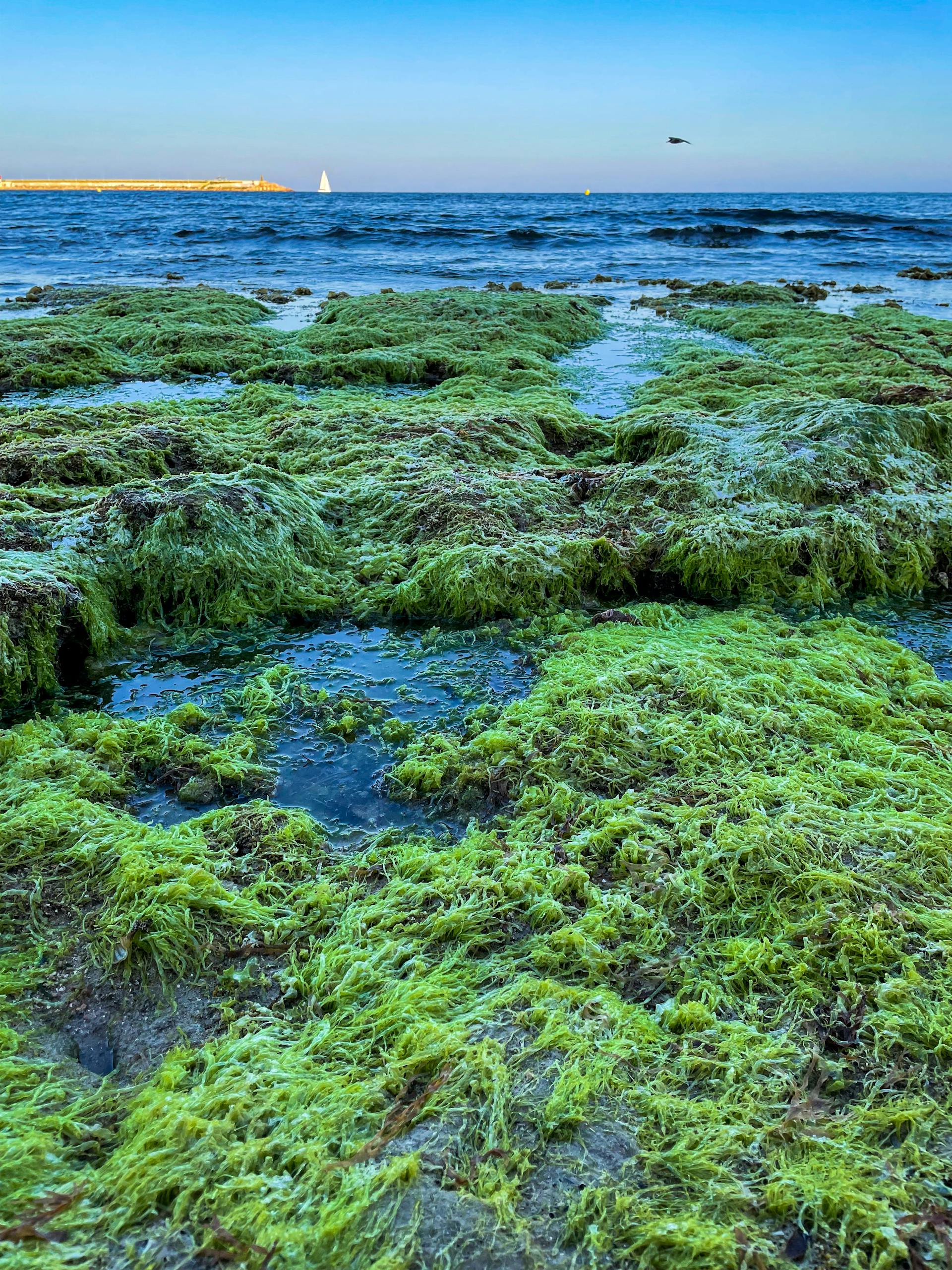 Τεράστια φύκια αναπτύσσονται στους ωκεανούς απειλώντας τη βιοποικιλότητα τους