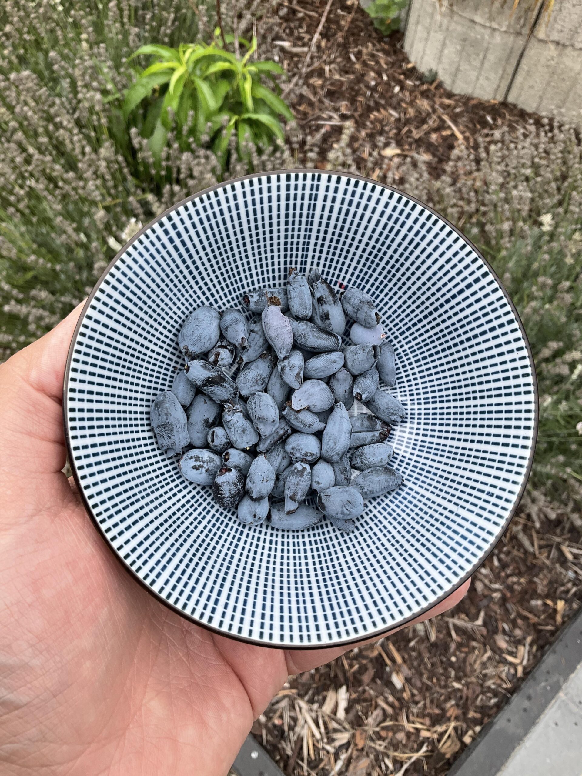 Το φρούτο της Σιβηρίας και η μυστική συνταγή με 3 υλικά που προσφέρει μακροζωία και υγεία της καρδιάς