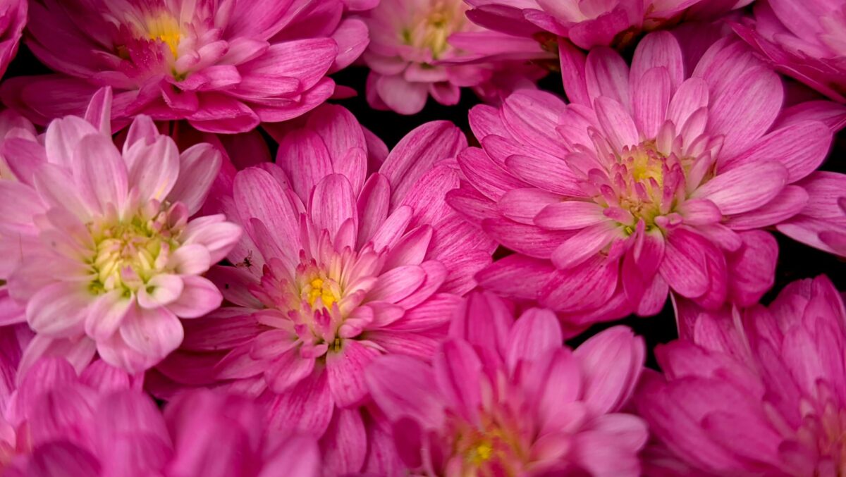 Το φυτό που σύμφωνα με το Φενγκ Σούι δεν πρέπει να λείπει από κανένα σπίτι - Φέρνει αρμονία και τύχη