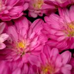 Το φυτό που σύμφωνα με το Φενγκ Σούι δεν πρέπει να λείπει από κανένα σπίτι - Φέρνει αρμονία και τύχη