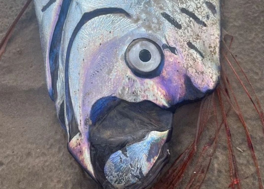 Ξεβράστηκε το ψάρι της Αποκάλυψης που προμηνύει τεράστιες φυσικές καταστροφές και θάνατο