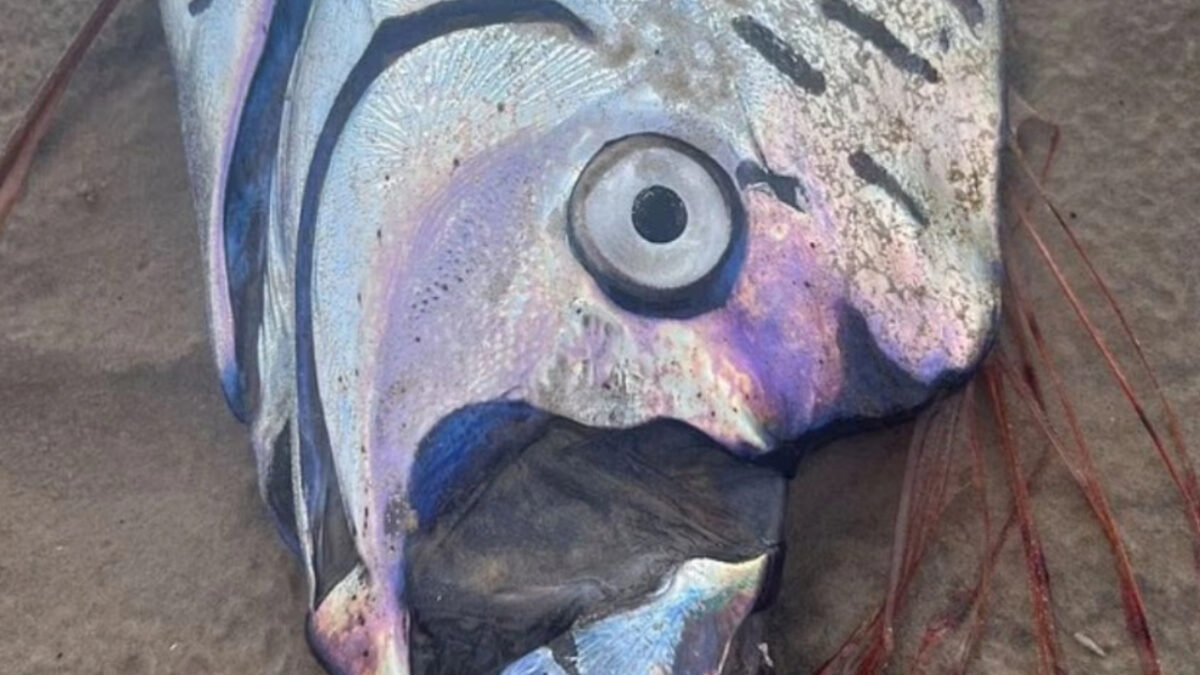 Ξεβράστηκε το ψάρι της Αποκάλυψης που προμηνύει τεράστιες φυσικές καταστροφές και θάνατο