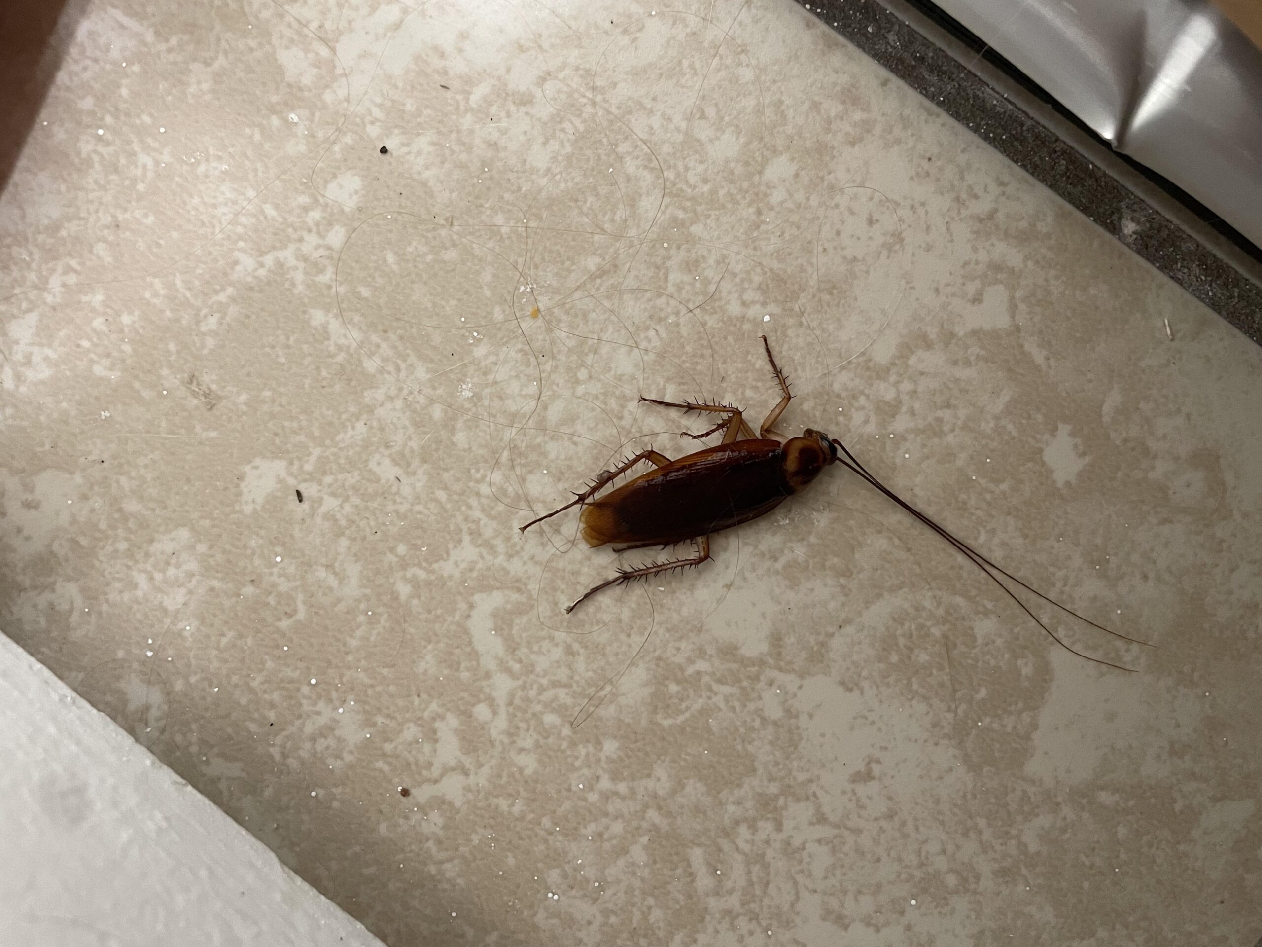 Πατησες κατσαρίδα; Γιατί δεν πρέπει να το ξανακάνεις ποτέ