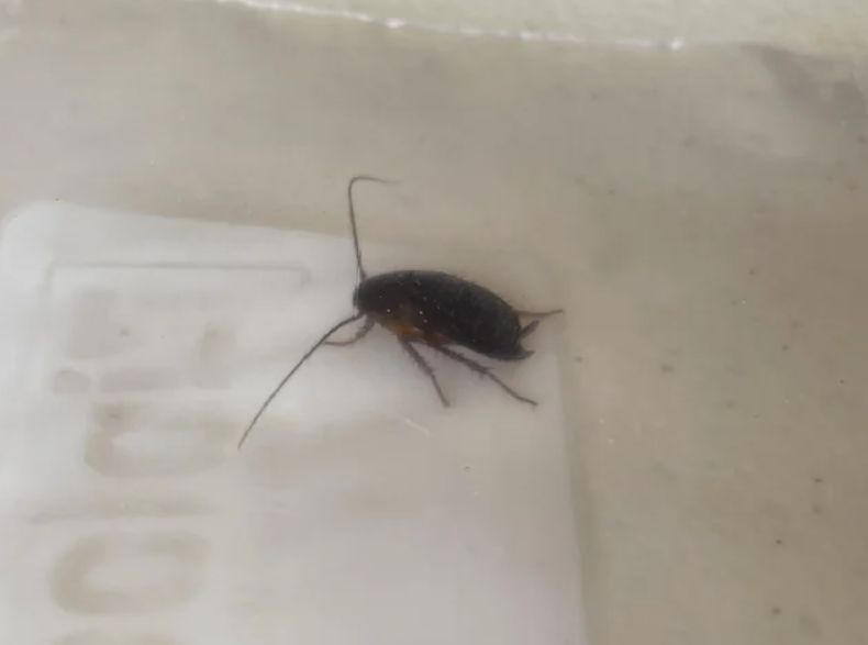 Πατησες κατσαρίδα; Γιατί δεν πρέπει να το ξανακάνεις ποτέ