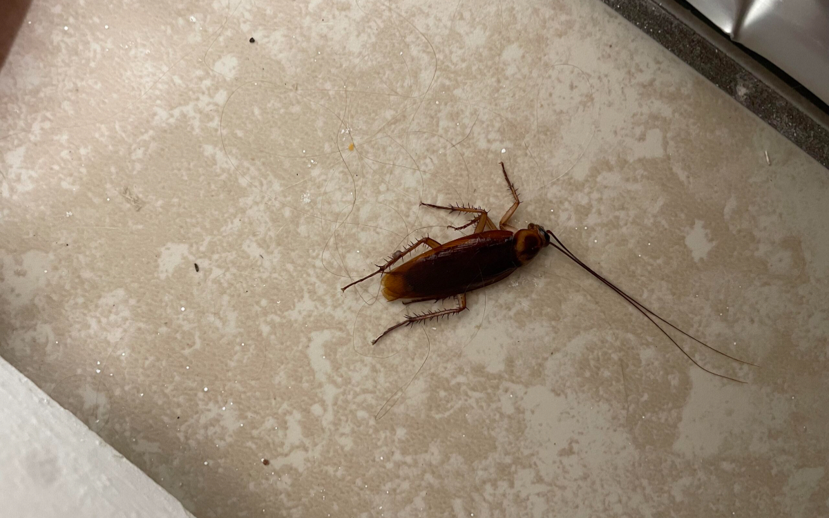 Πάτησες κατσαρίδα; Γιατί δεν πρέπει να το ξανακάνεις ποτέ