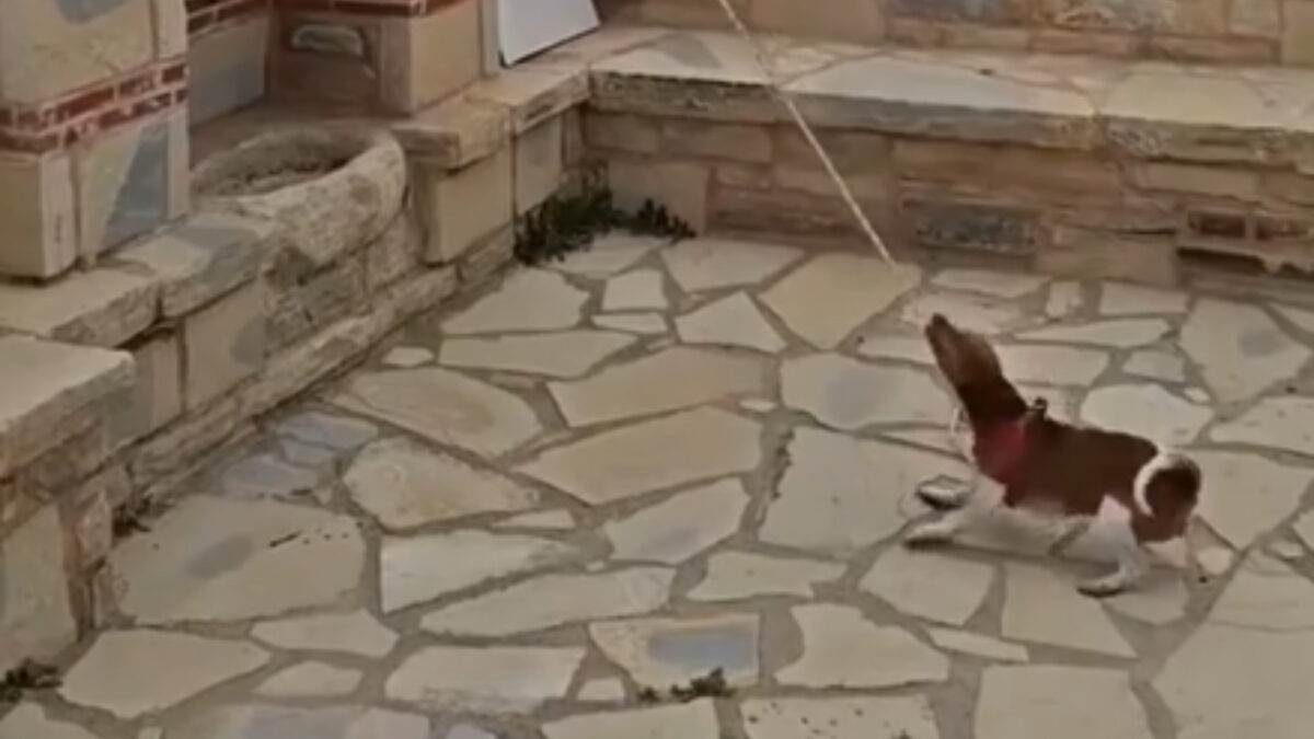 Σκύλος χτυπάει τη καμπάνα σε εκκλησία της Κρήτης και γίνεται viral (βίντεο)