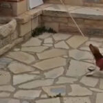 Σκύλος χτυπάει τη καμπάνα σε εκκλησία της Κρήτης και γίνεται viral (βίντεο)