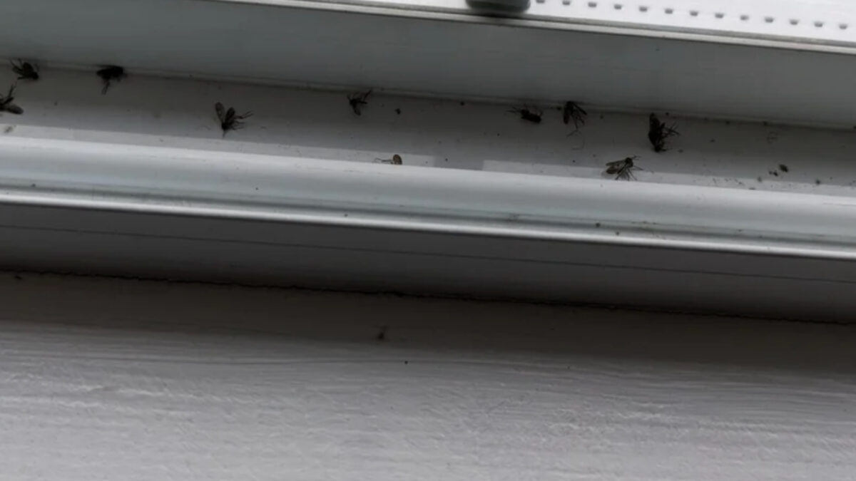 Μυγάκια στο μπάνιο: Το λάθος που κάνουμε οι περισσότεροι και φυσικοί τρόποι για να τα εξοντώσουμε χωρίς χημικά