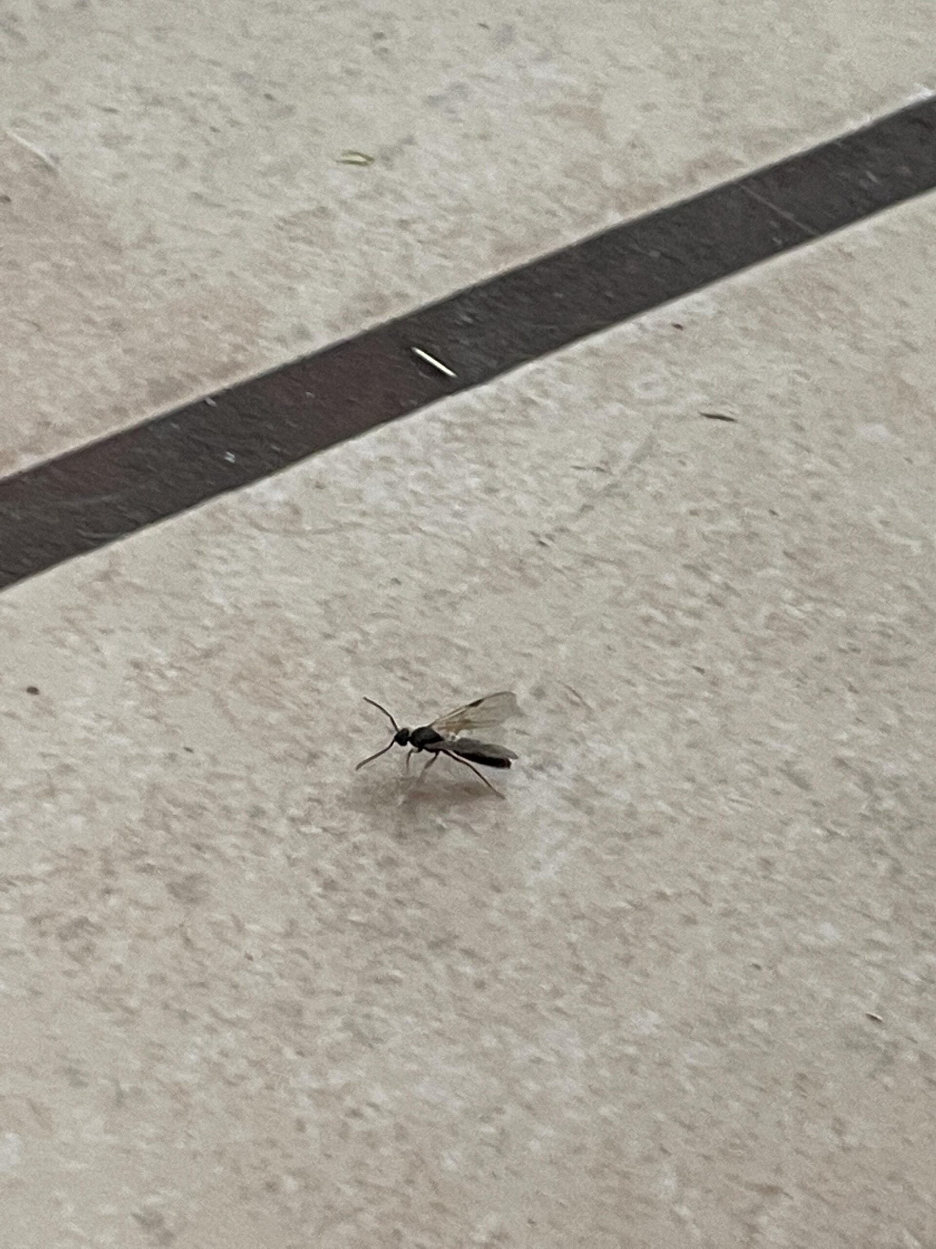 μυγάκια-φρεατίων-