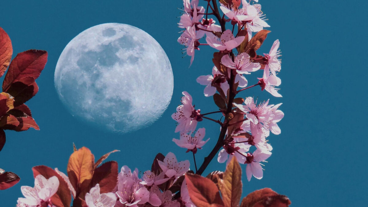 Πανσέληνος των Λουλουδιών 2026: Πότε θα δούμε το πιο καθηλωτικό φεγγάρι της Άνοιξης