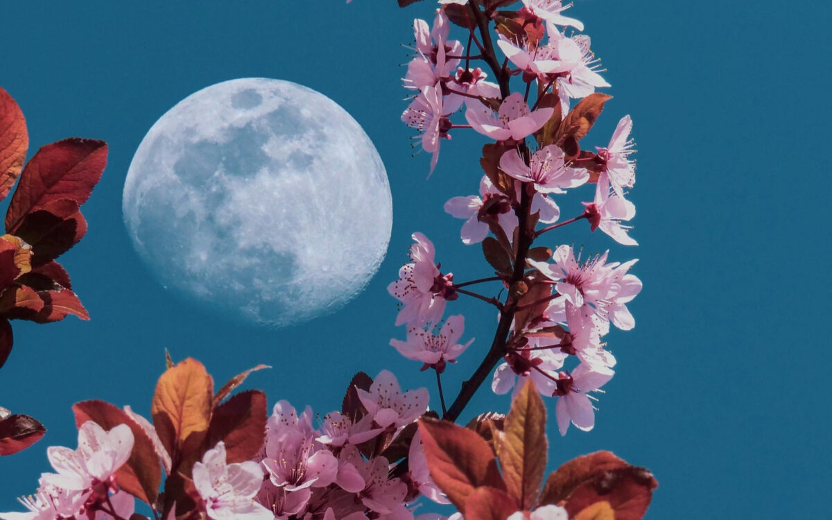 Πανσέληνος των Λουλουδιών 2026: Πότε θα δούμε το πιο καθηλωτικό φεγγάρι της Άνοιξης