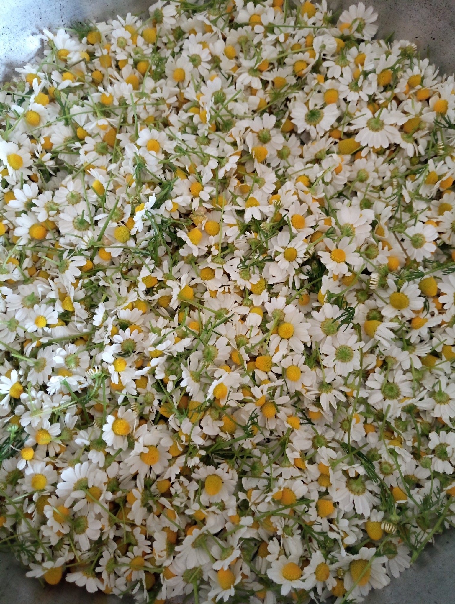 Πως να φτιάξεις χαμομηλόλαδο