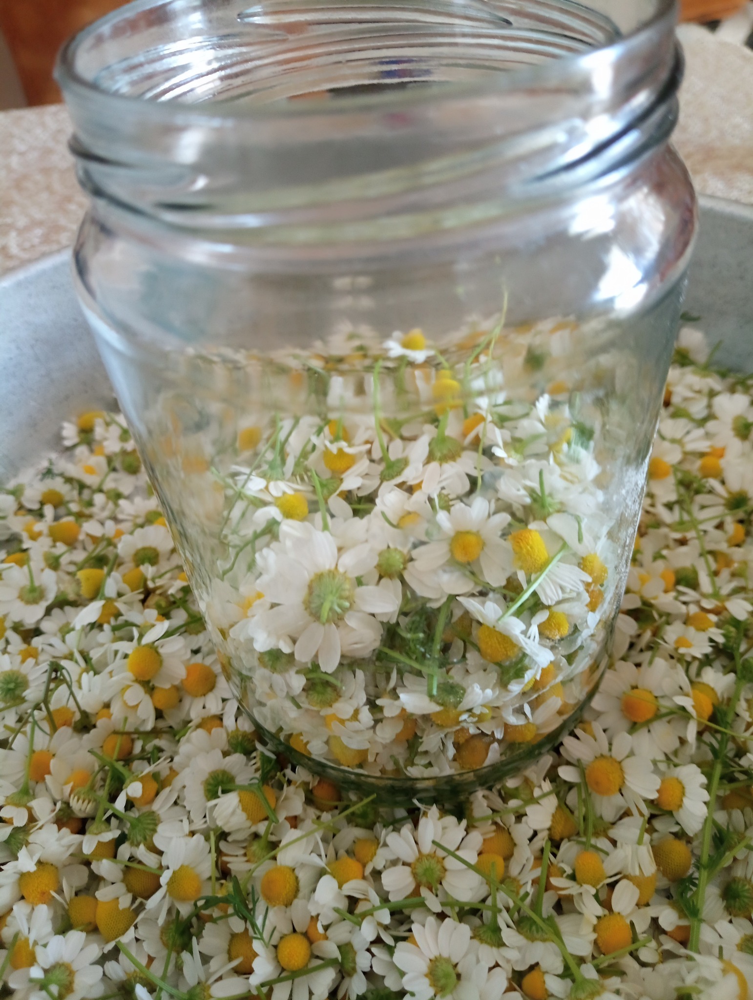 Πως να φτιάξεις χαμομηλόλαδο