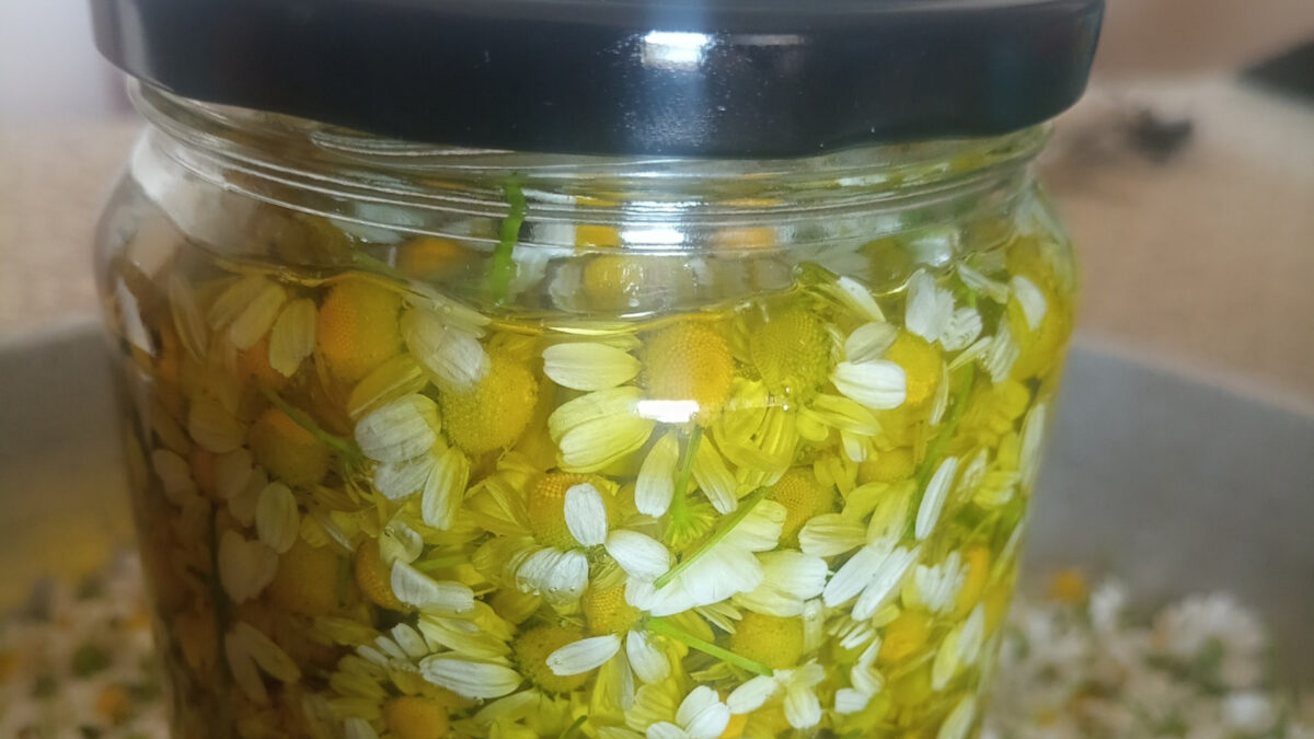 Πως να φτιάξεις χαμομηλόλαδο