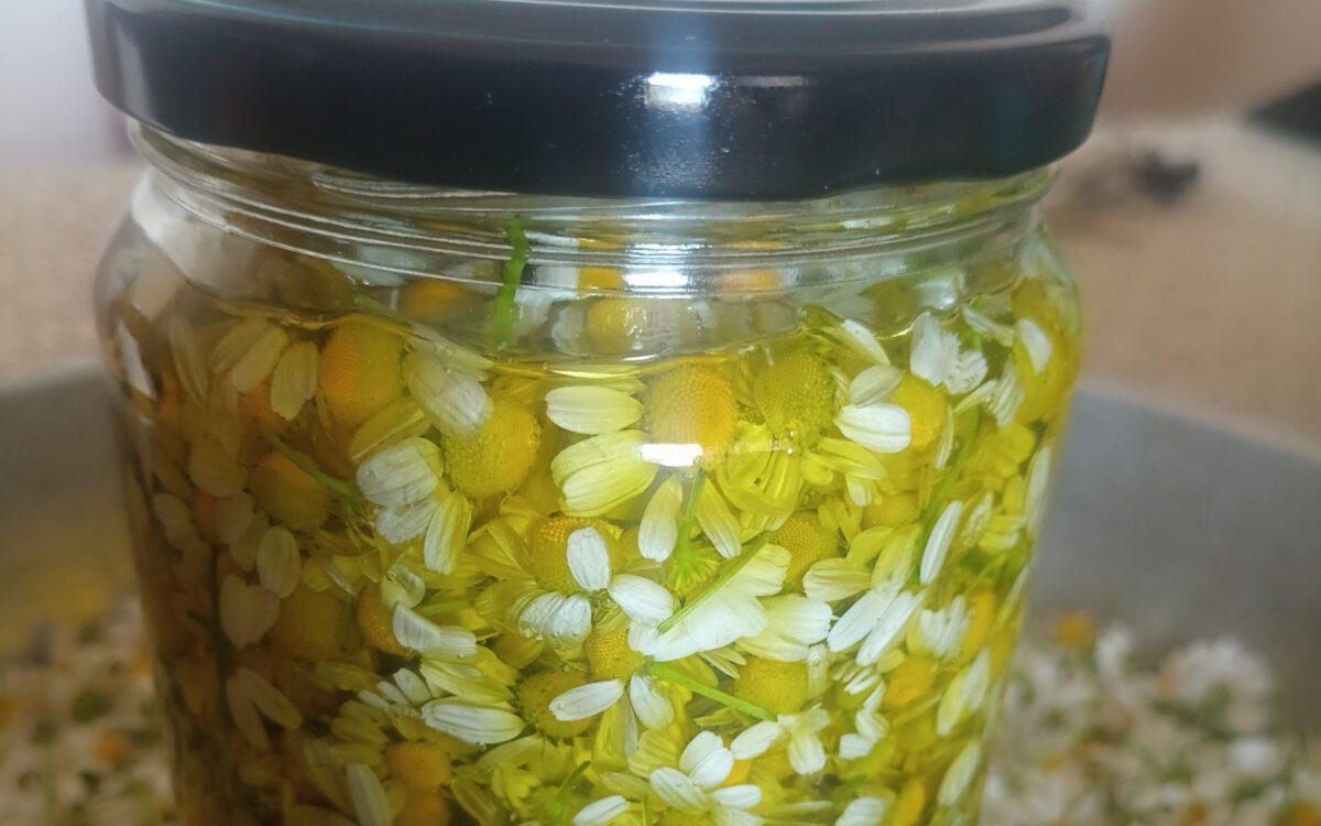 Πως να φτιάξεις χαμομηλόλαδο