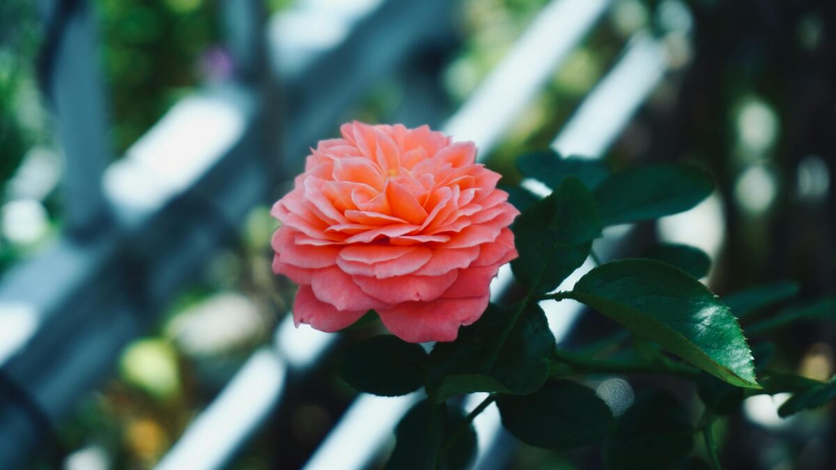 Τα φυτά που αντέχουν στο μπαλκόνι όλο το χρόνο και δε χρειάζονται πολλή περιποίηση