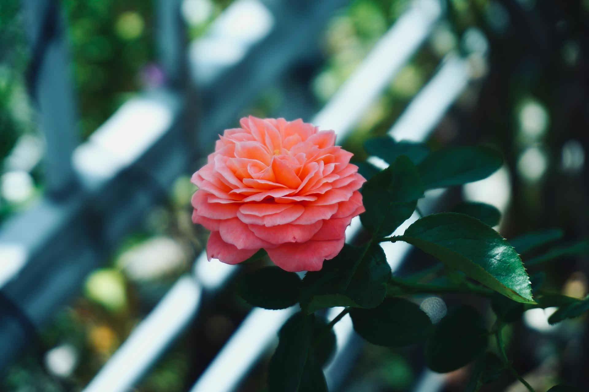 Τα φυτά που αντέχουν στο μπαλκόνι όλο το χρόνο και δε χρειάζονται πολλή περιποίηση