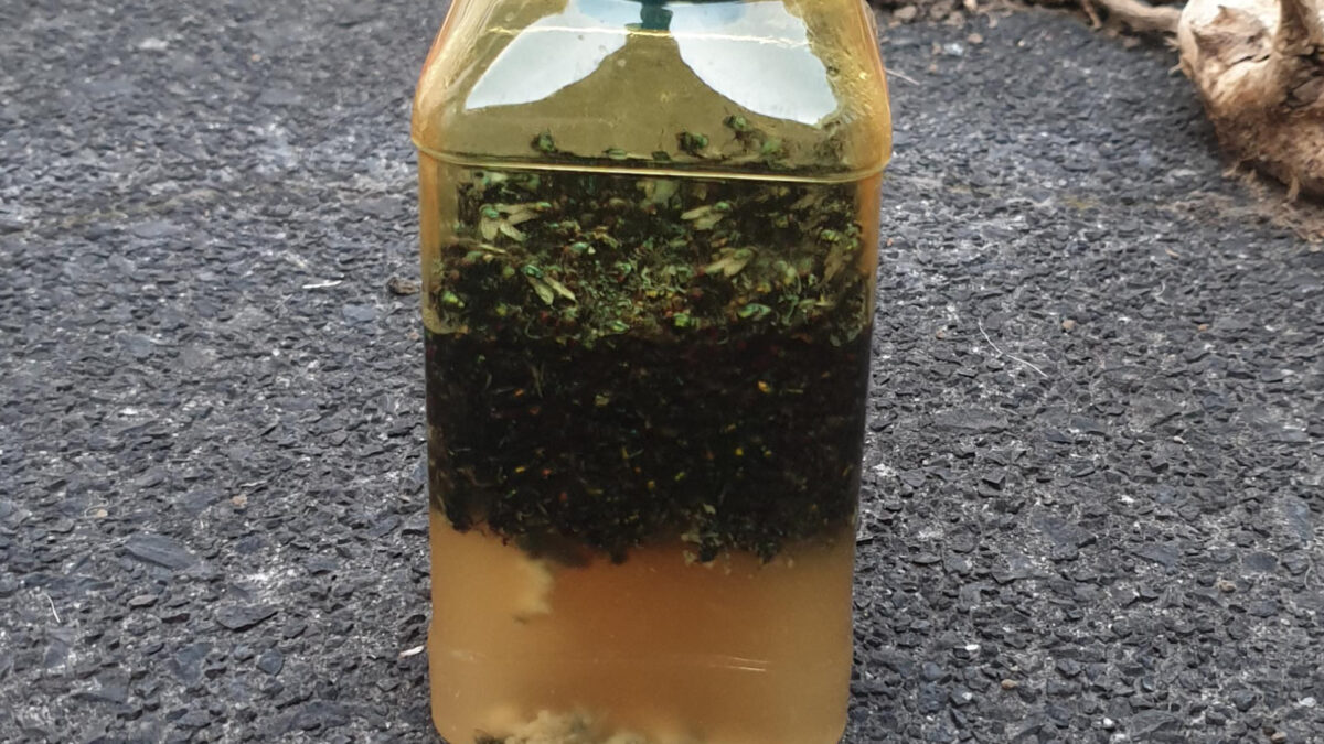 Το φυσικό εντομοαπωθητικό που χρησιμοποιεί η μαμά μου για να διώχνει τις μύγες από το αρνί και τα κρέατα του Πάσχα