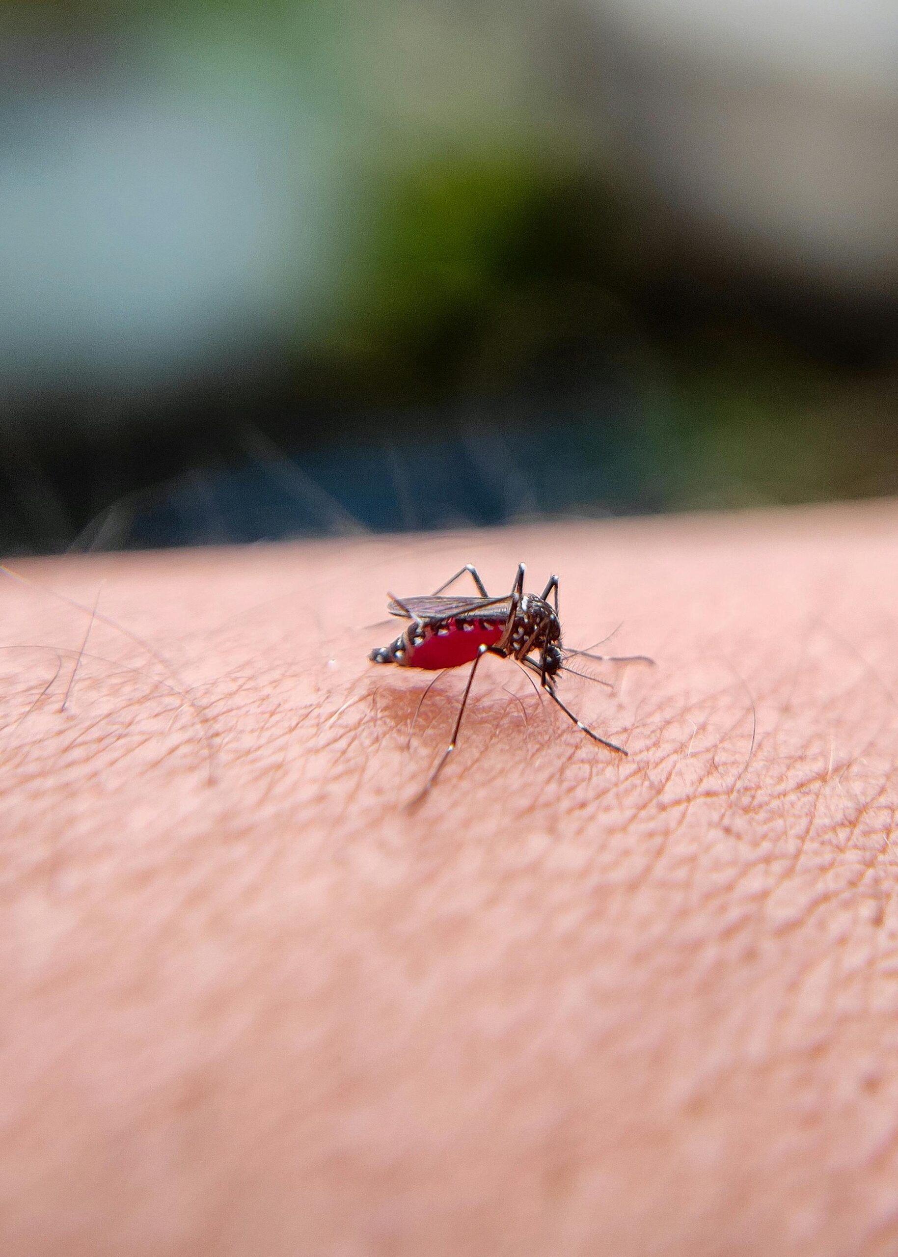κουνούπι-πάνω-σε-δέρμα-