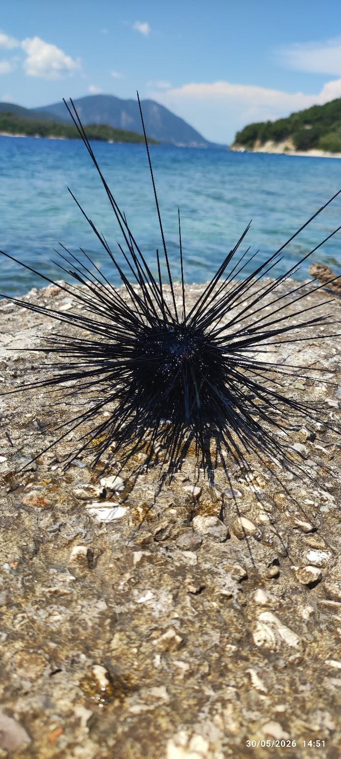 Εκτός από λαγοκέφαλους και μέδουσες: Aυτά είναι τα 250 ξενικά είδη που έχουν κατακλύσει τις ελληνικές θάλασσες-Ποια είναι τοξικά κι επικίνδυνα